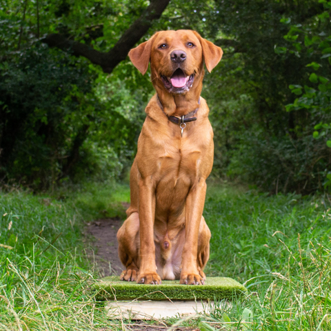 Labrador on a place board during 1-2-1 obedience and gundog training near Cambridge