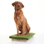 Place Board Dog Training Platform