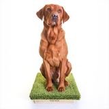 Place Board Dog Training Platform