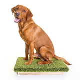 Place Board Dog Training Platform