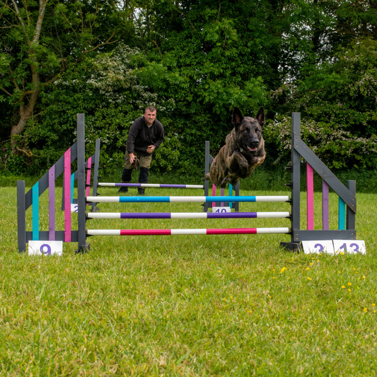 Malinois x dutch shepherd practicing 1-2-1 agility training on obstacle course near Cambridge