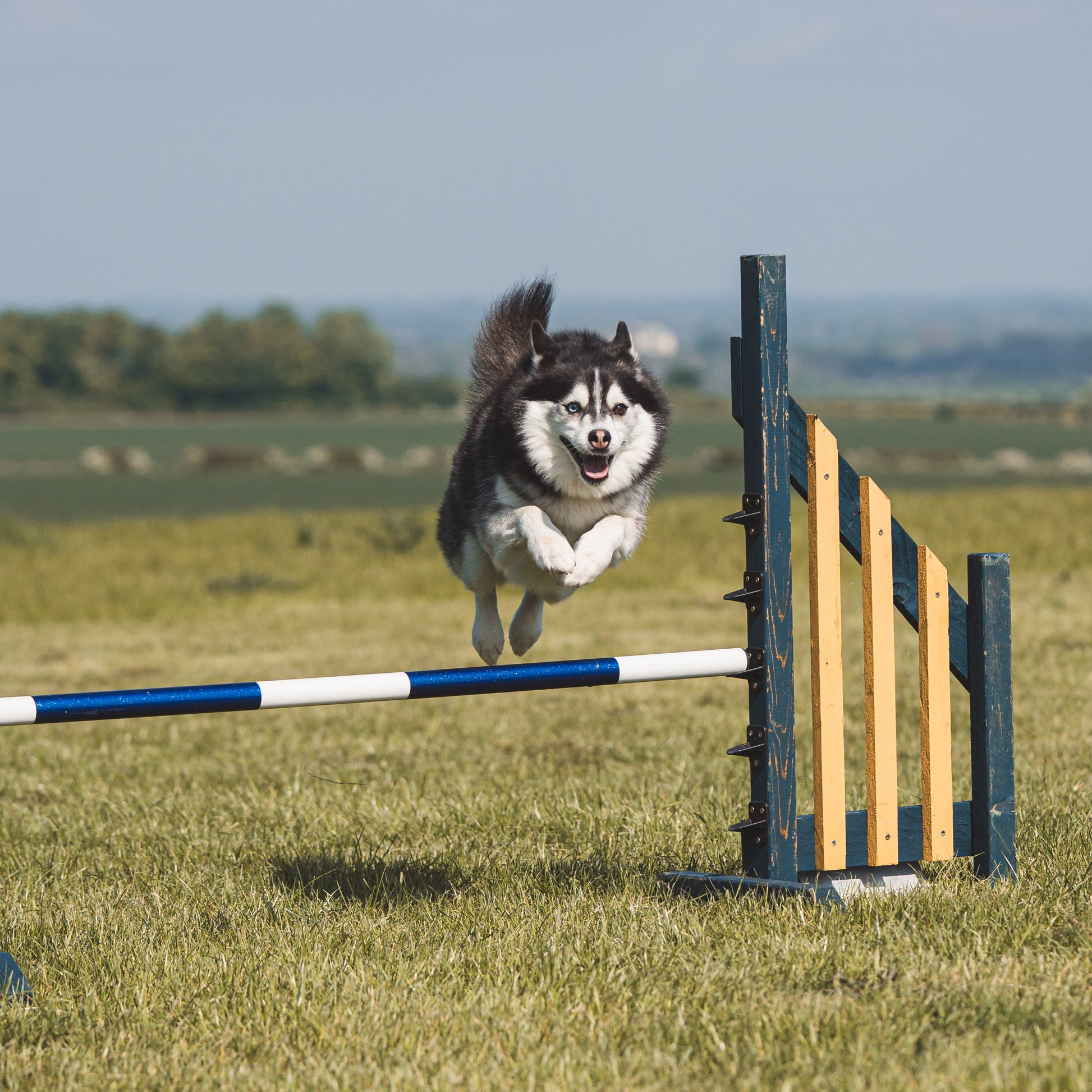 A pomsky doing group agility classes after completing agility 1:1 training with Emma 
