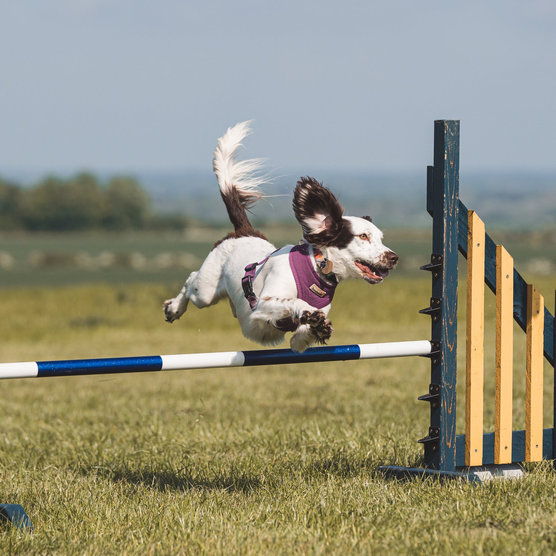 A rescue spaniel dong dog agility at anglian dog works after a beginners agility course 
