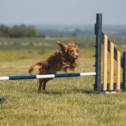 experience dog agility classes for members near linton