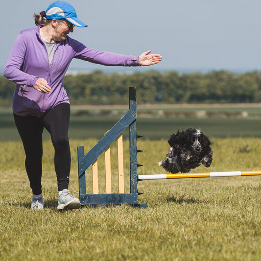 A show cocker spaniel doing dog training near Abington