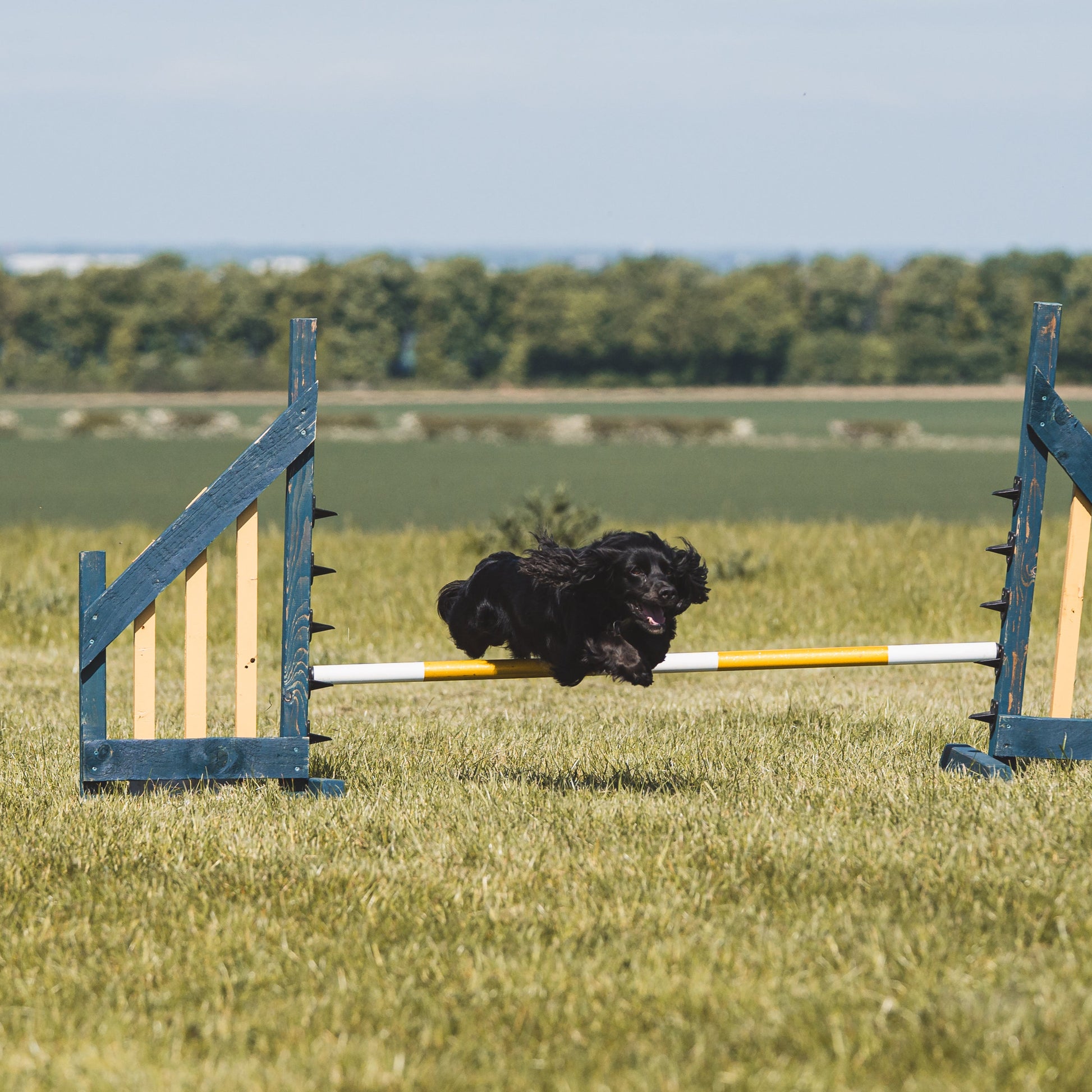 A fast black gundog doing dog agility for enrichment