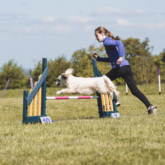 A working cocker and young handler at anglian dog works agility show