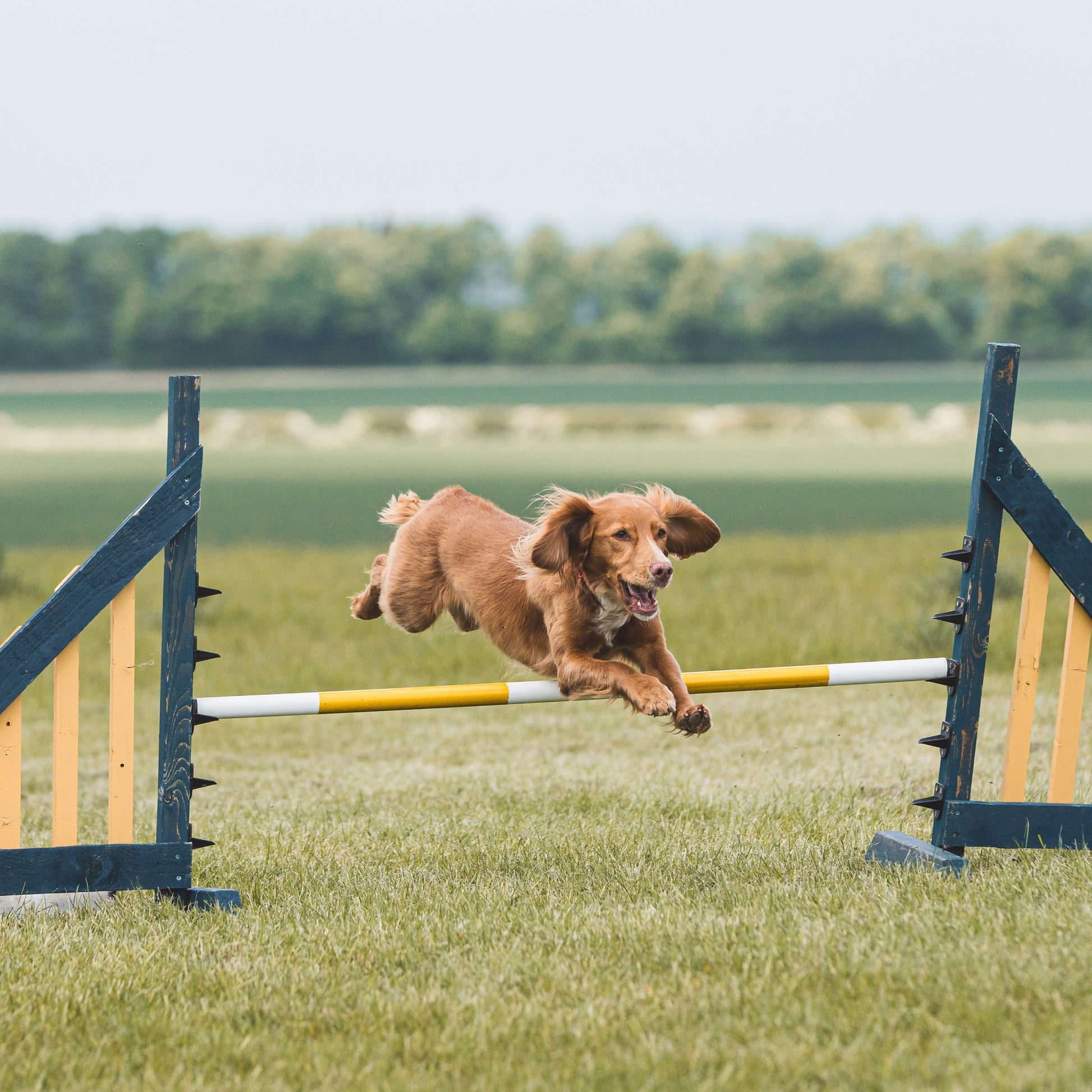 A working cocker spaniel jumping at dog training class near cambridge 