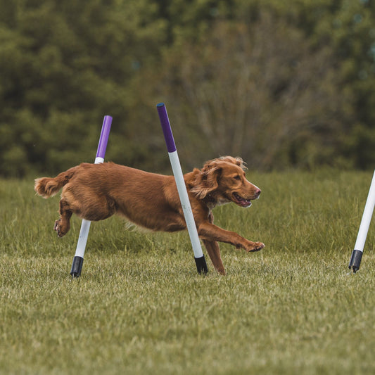Learn Dog Agility Weaves in advanced training classes for members only