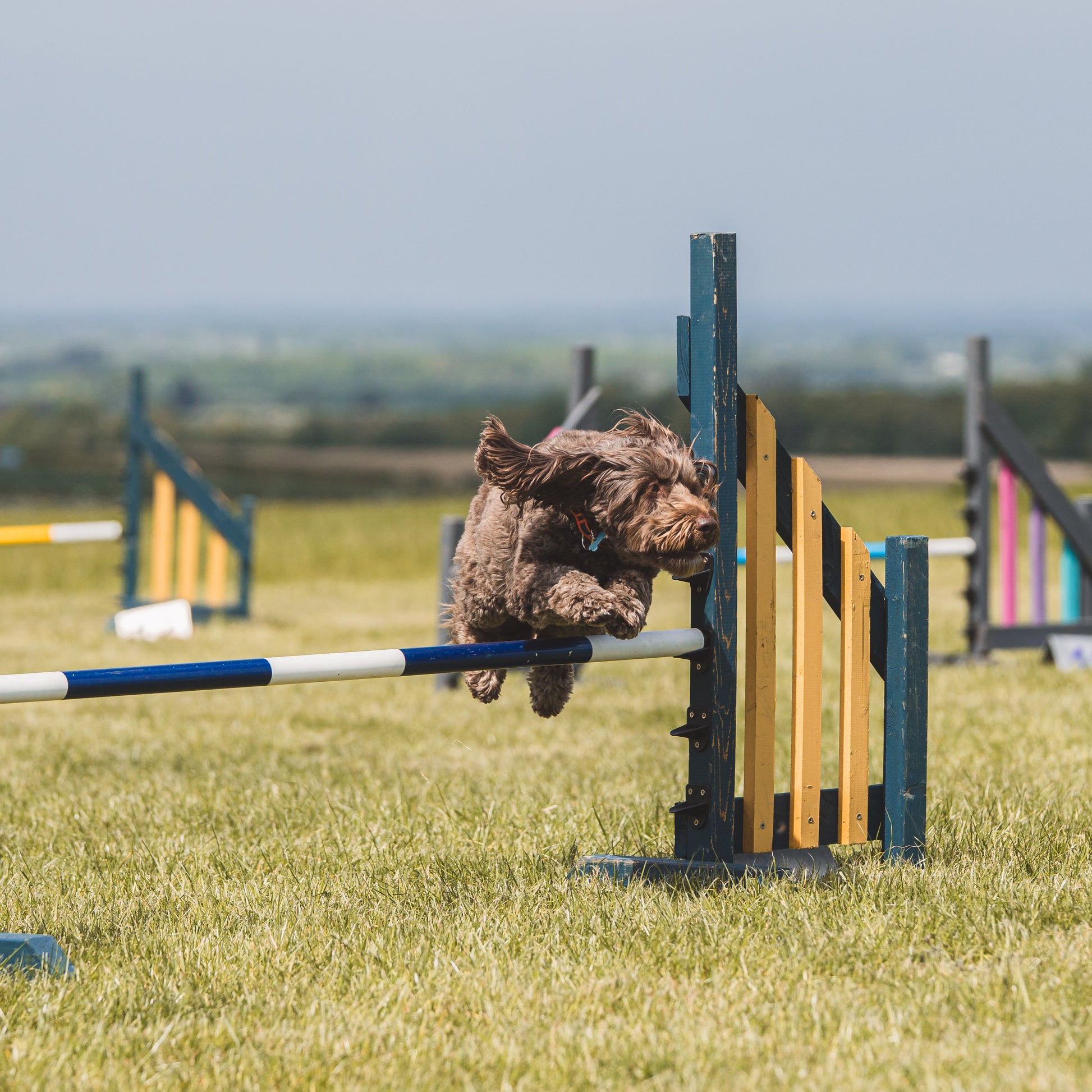 An advanced agility dog taking a jump at agility training with Emma Dog Trainer 
