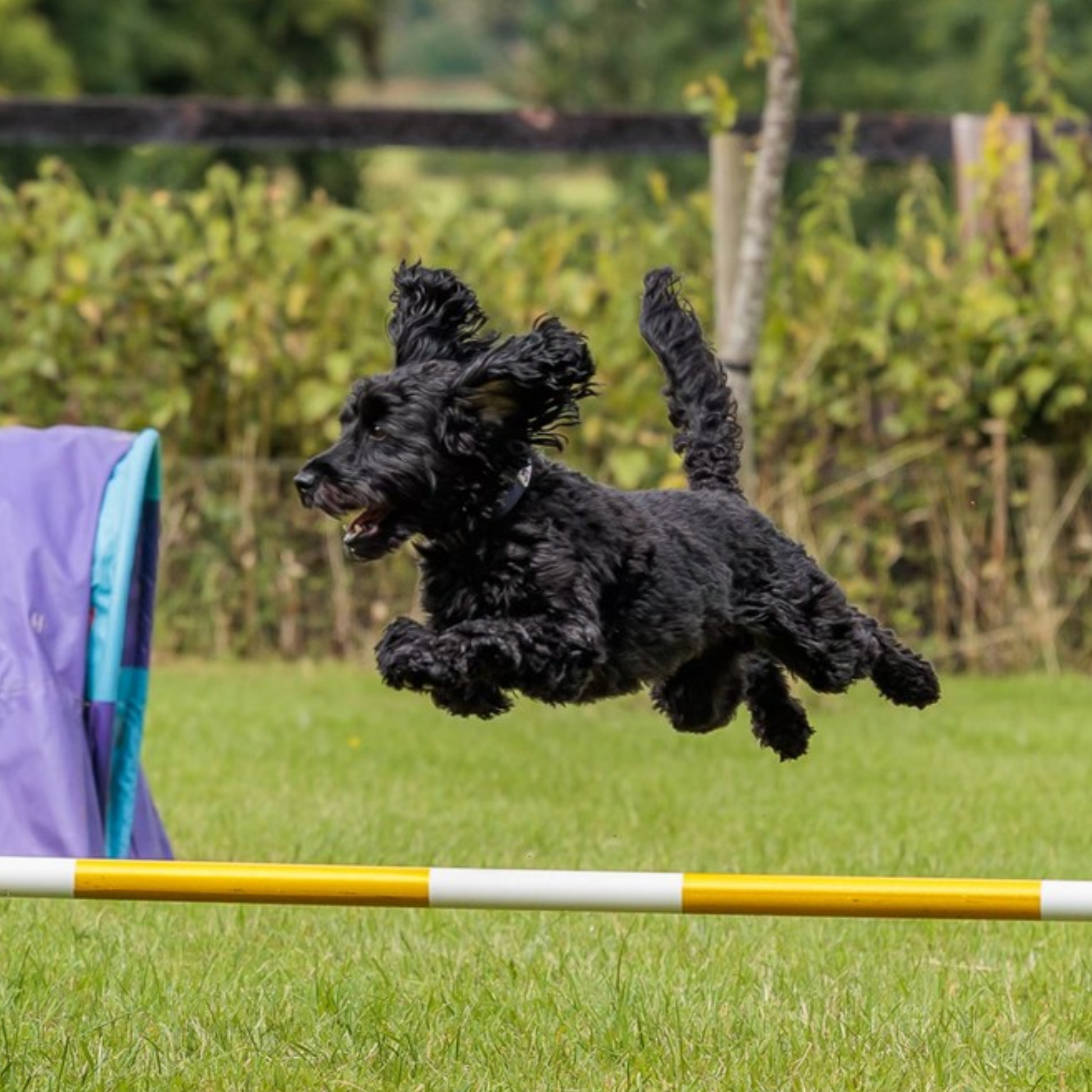 Dog Sports Agility Dog Breeds 121 Agility Training For High-Energy