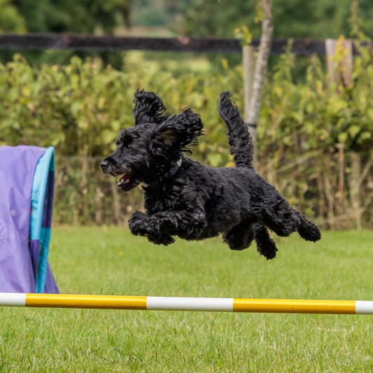 Cockerpoo spaniel x practicing 1-2-1 agility training on obstacle course near Cambridge