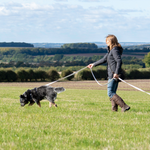 Learn IGP tracking with scent work training for dogs, helping your dog excel in tracking human footsteps for search and rescue or sport, featuring breeds like Irish Water Spaniels