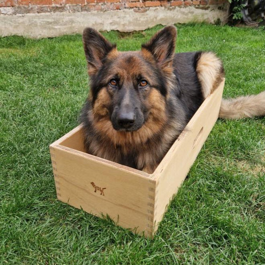 Nala the german shepherd in a marine ply box 30cm Oct 2023