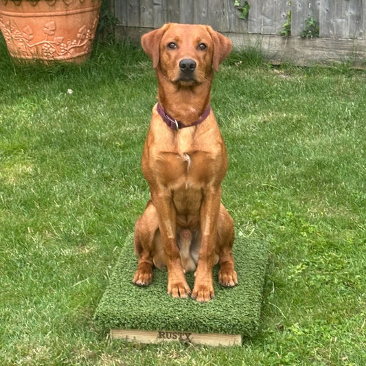 a young fox red lab on a place board 