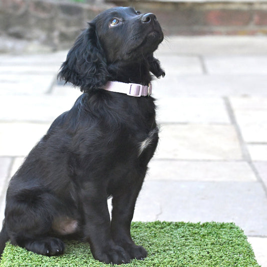 A black cocker puppy sitting on a green artificial turf place board mounted on a wooden base, with the engraved letters 'JAC' visible on the front. The dog is wearing a silver collar and looking upward outdoors on a stone patio.