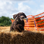 Gundog irish water spaniel retrieving over bales during 1-2-1 gundog training near Cambridge