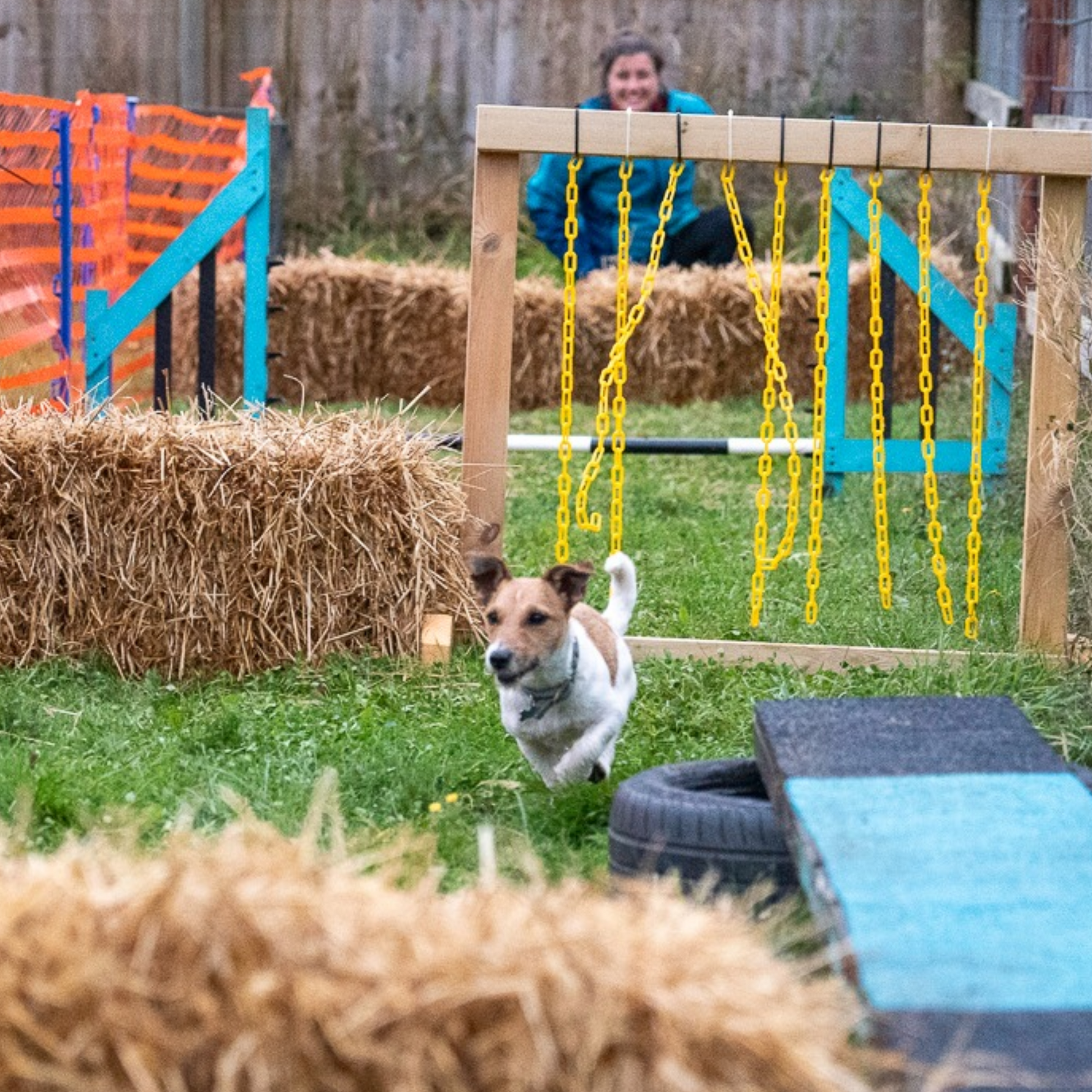 A Jack Russell Terrier passes a confidence curtain in canine agility classes for dogs near me, enjoying the challenges of dog agility training.