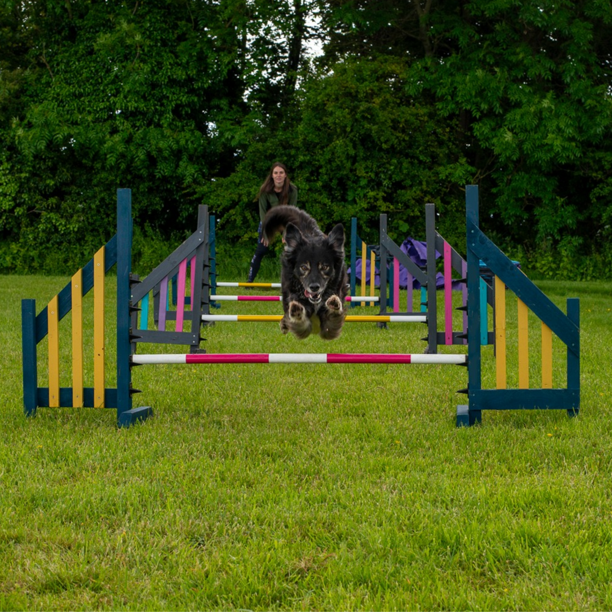 Rescue dog practicing 1-2-1 agility training on obstacle course near Cambridge