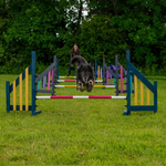 Rescue dog practicing 1-2-1 agility training on obstacle course near Cambridge