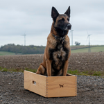 Malinois in position box for obedience 