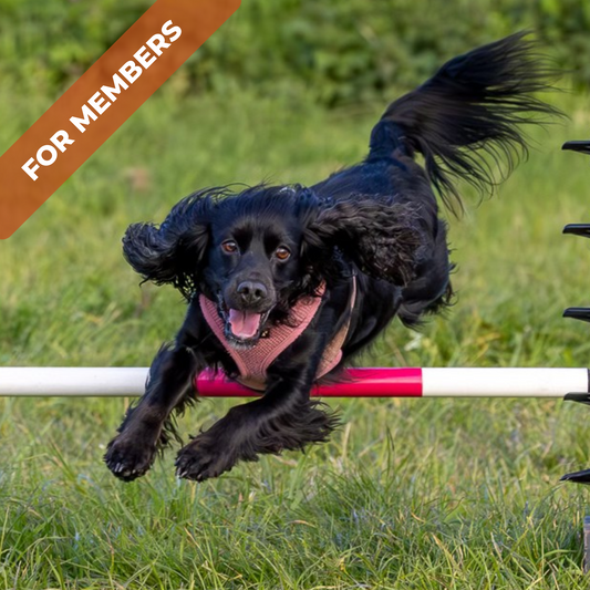 Dog agility members training on obstacle course near Cambridge