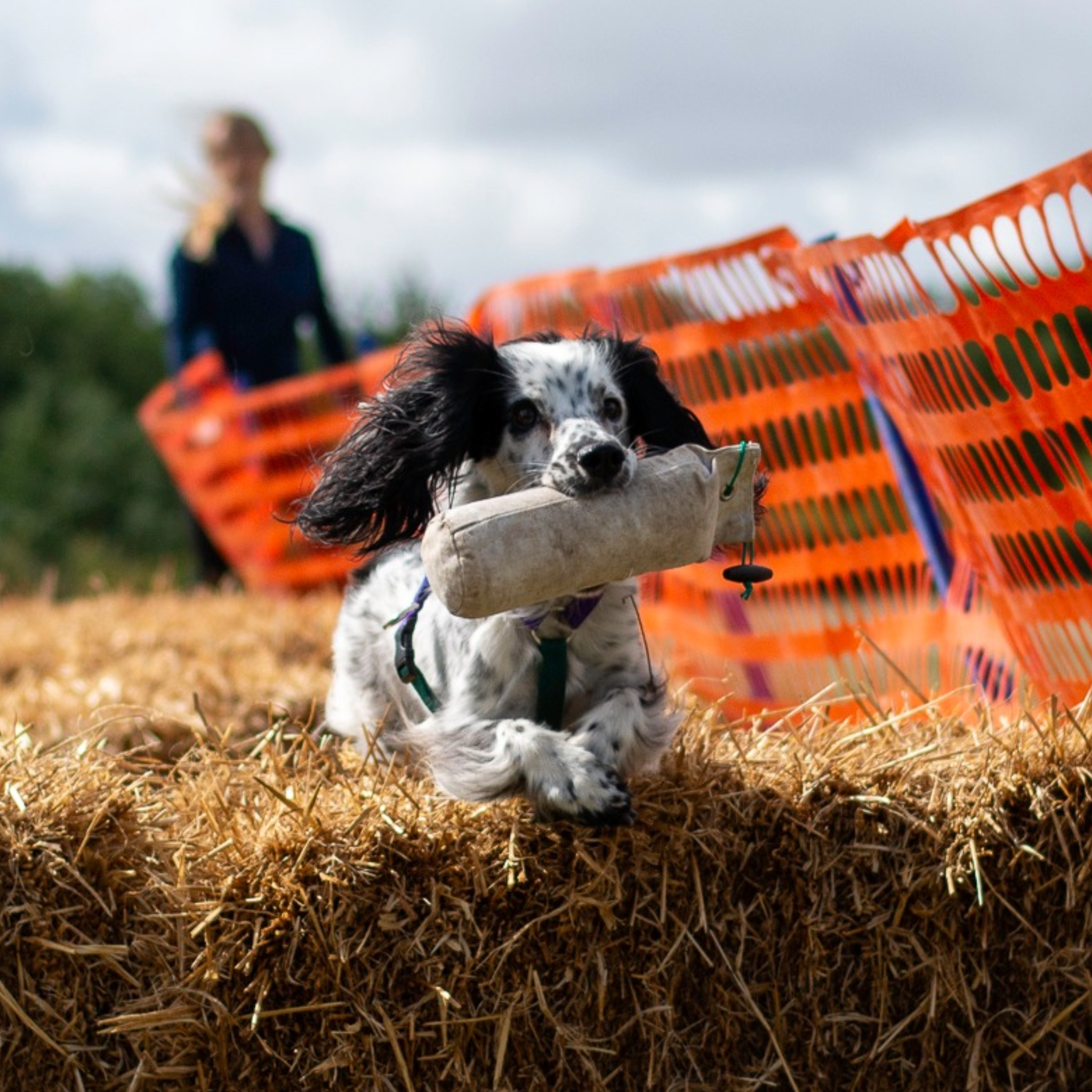 121 Pet Gundog Training – Anglian Dog Works
