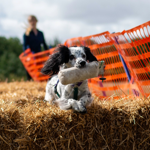 Gundog spaniel retrieving over bales during 1-2-1 gundog training near Cambridge