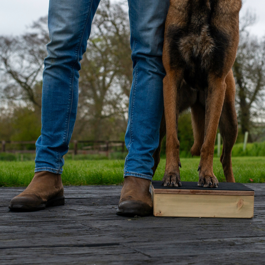 Pivot platform supporting precise movements in dog sports.