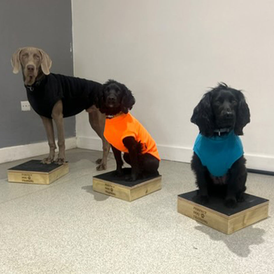 Dog Training Pivot Box – Obedience, Heelwork, IGP, Schutzhund Training ...