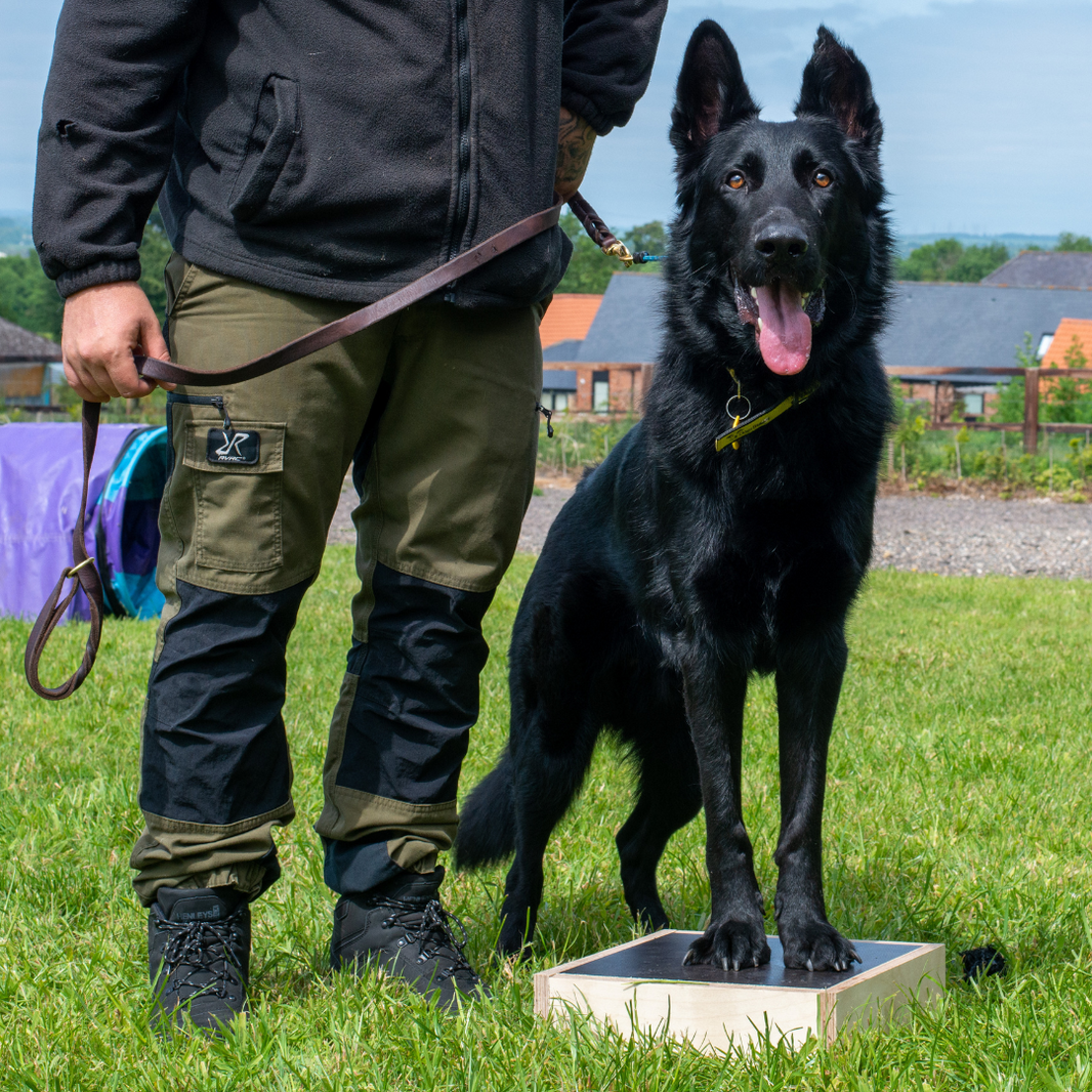 Dog Training Pivot Box – Obedience, Heelwork, IGP, Schutzhund Training ...