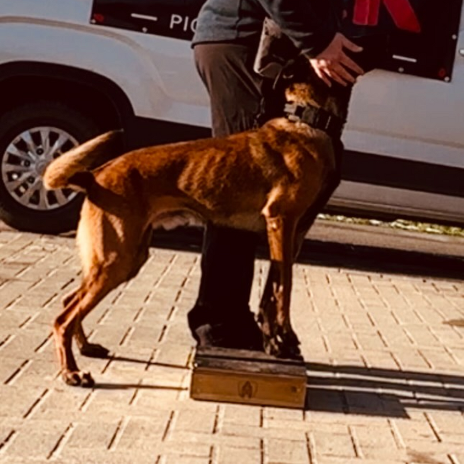 Dog Training Pivot Box – Obedience, Heelwork, IGP, Schutzhund Training ...
