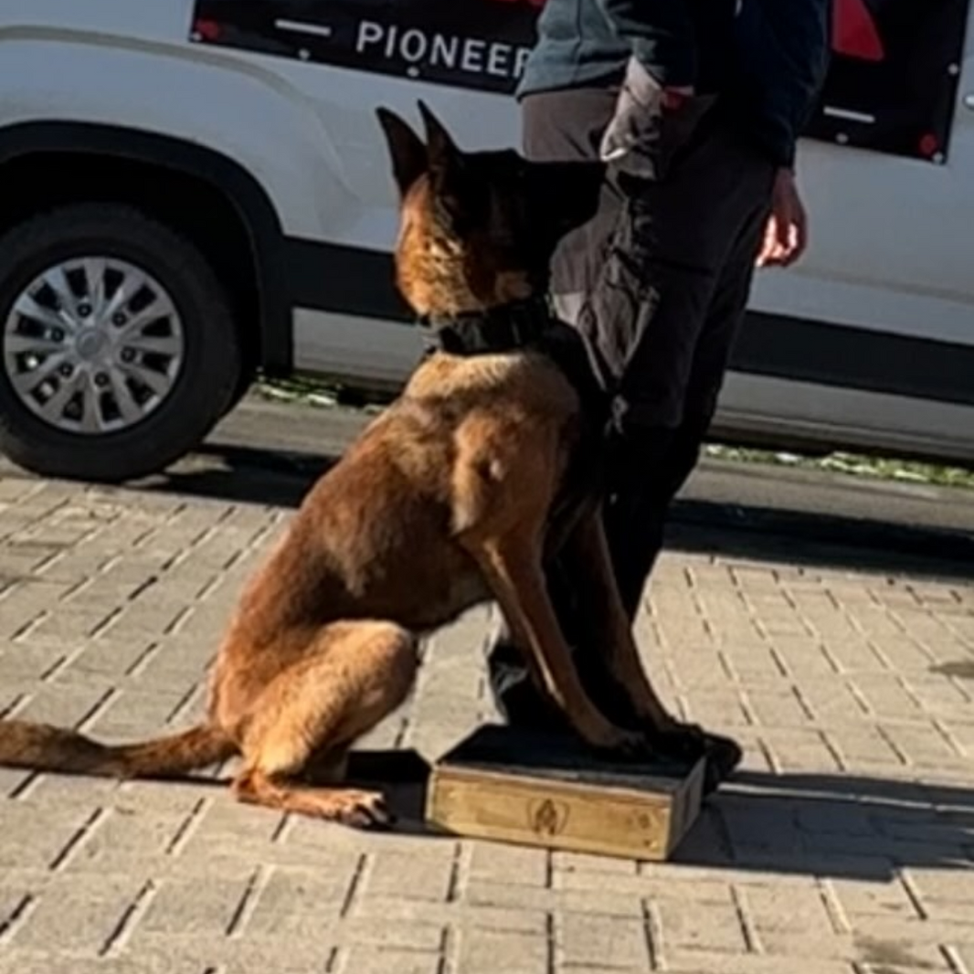 Dog Training Pivot Box – Obedience, Heelwork, IGP, Schutzhund Training ...
