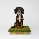 Spaniel Puppy on a Place Board