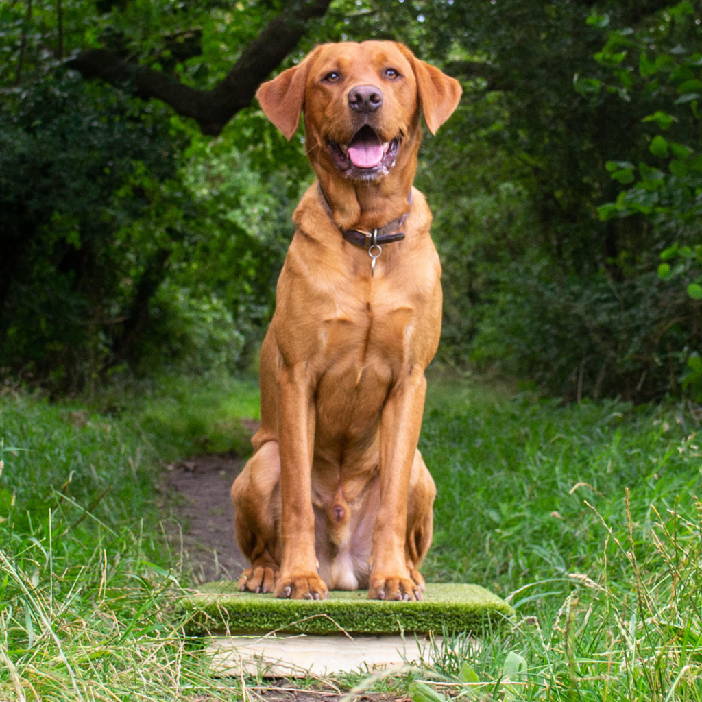 Teach your dog a reliable RECALL using Cato Boards! 