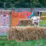 A Poodle gracefully jumps a bale in an agility training class near me, demonstrating agility lessons and training for dogs.