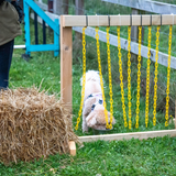 A Poodle cautiously pushes through a hanging curtain obstacle in an agility course near me, building confidence during agility training for dogs.