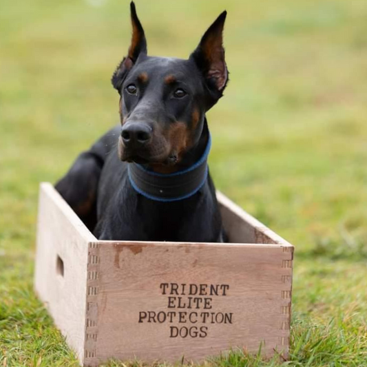 Doberman using Personalised Position Box