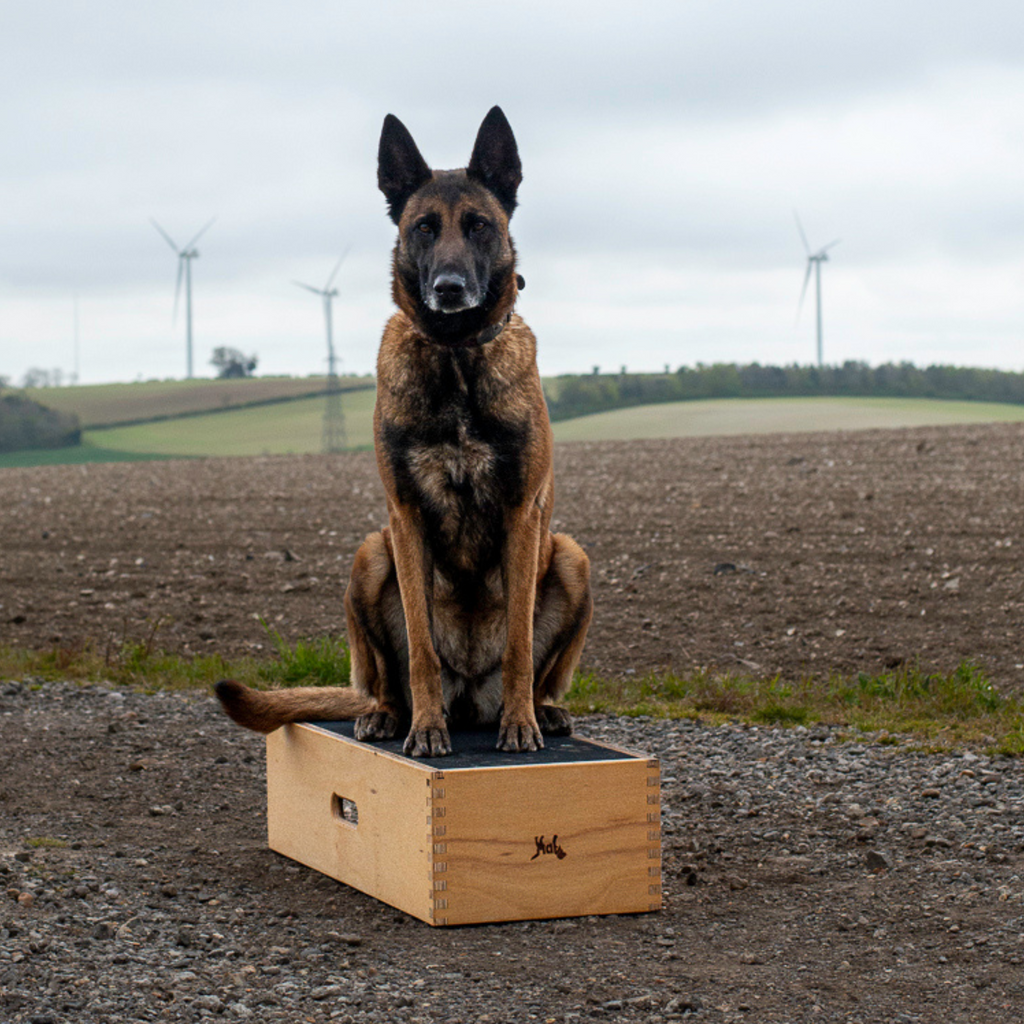 12 Position Box Dog Position Box for Training | Shaping Box for Obedience & Precision ...