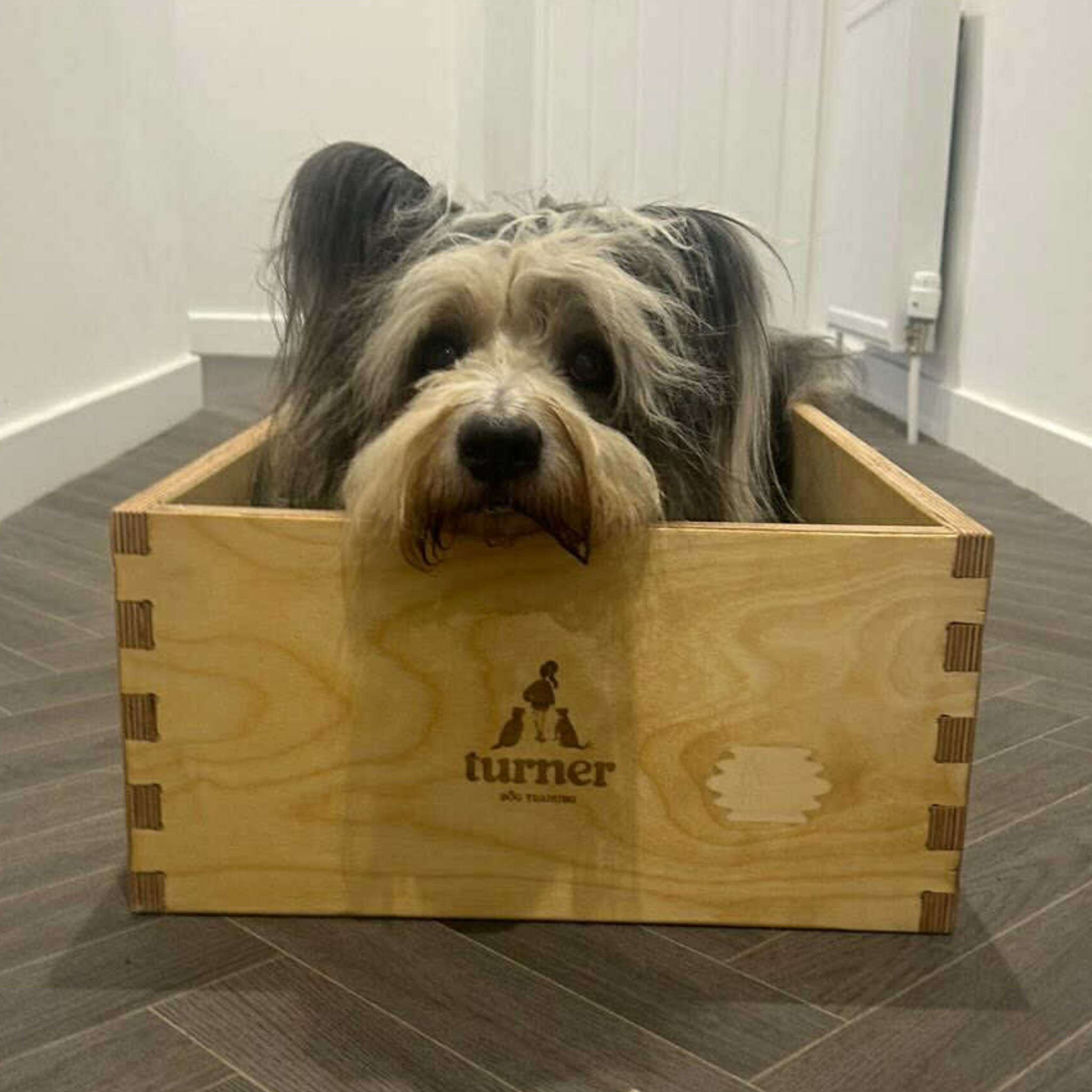 Dog Position Box for Training | Shaping Box for Obedience & Precision ...