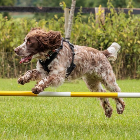 Exciting dog agility in action! Discover top dog agility training near Cambridge and Saffron Walden. Join our fun, professional classes to boost your dog's skills and fitness today