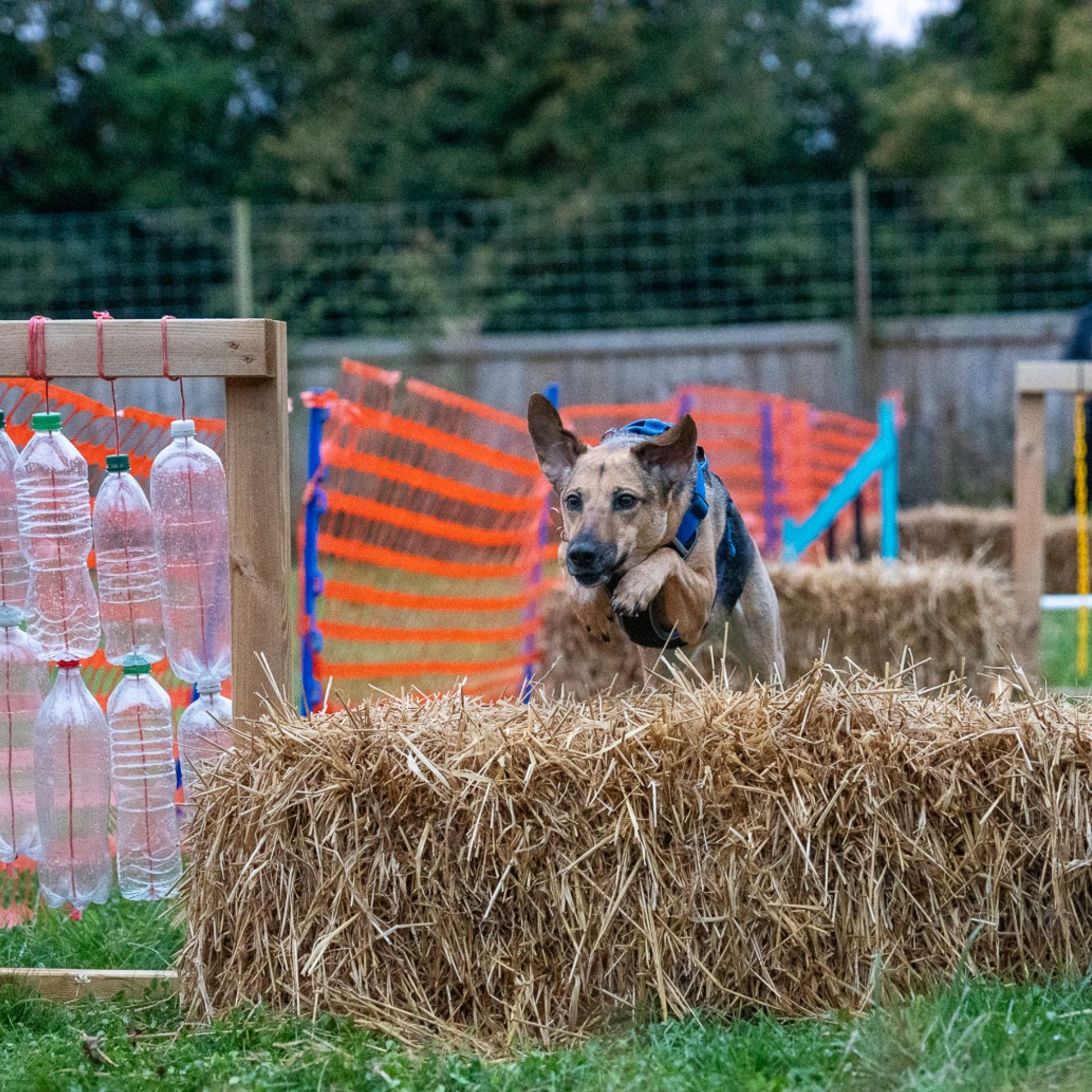 A rescue dog navigates an obstacle course in a local dog agility course near me, excelling in agility classes for dogs.