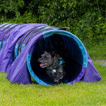 A rescue dog navigates a tunnel in a local dog agility course near me, excelling in agility classes for dogs.