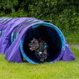 A rescue dog navigates a tunnel in a local dog agility course near me, excelling in agility classes for dogs.