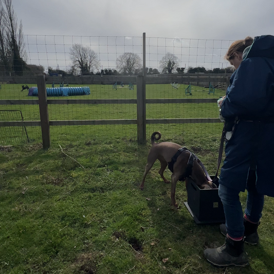 reactive doberman using feeding box for desensitisation and counter conditioning around a group class