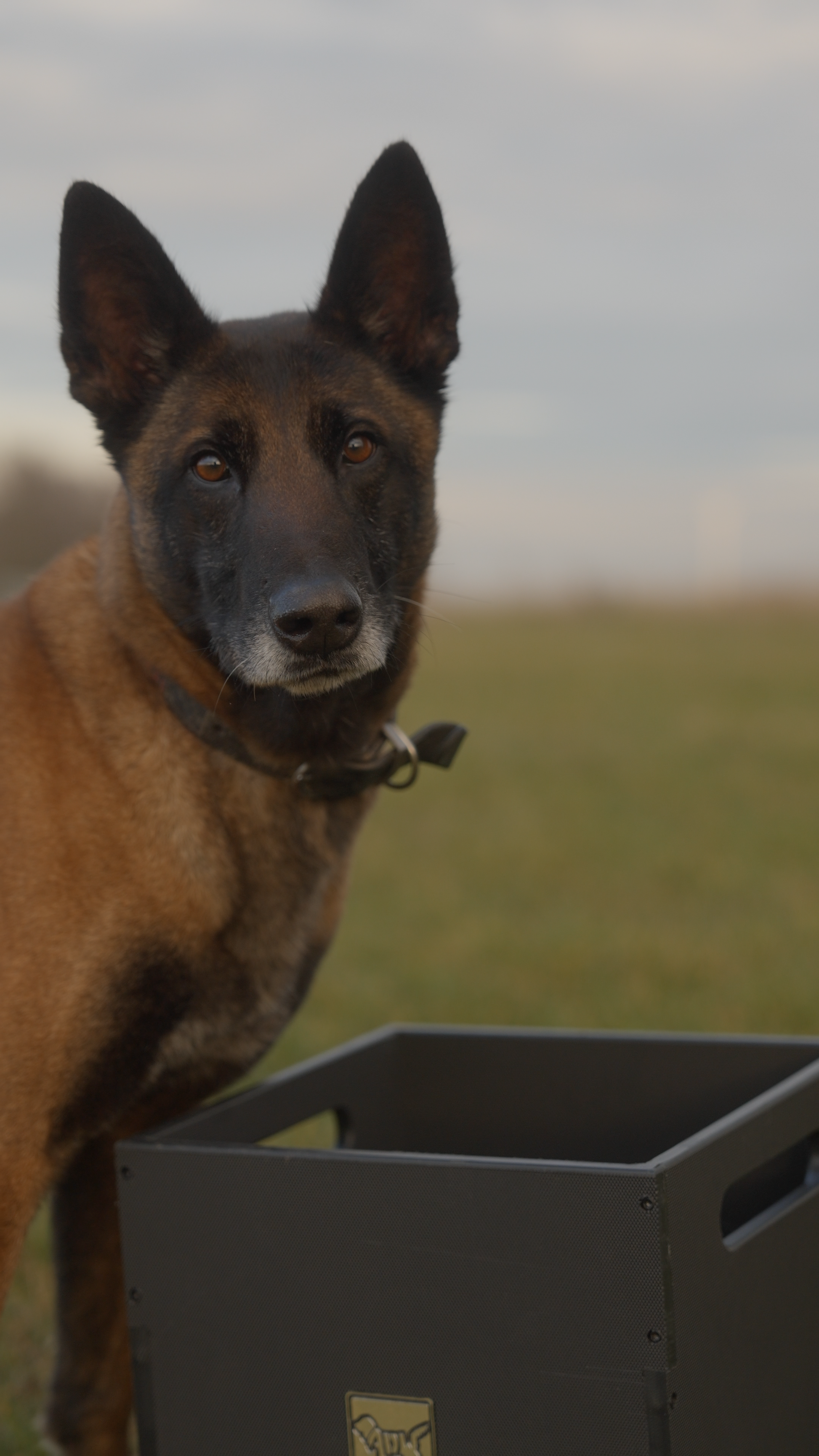 Malinois using a feeding dopamine box