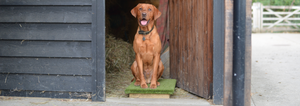 Buy a Place Board for Gundog Training and other sports.  Place boards are also known as Place boards, training platforms, or dog platforms.