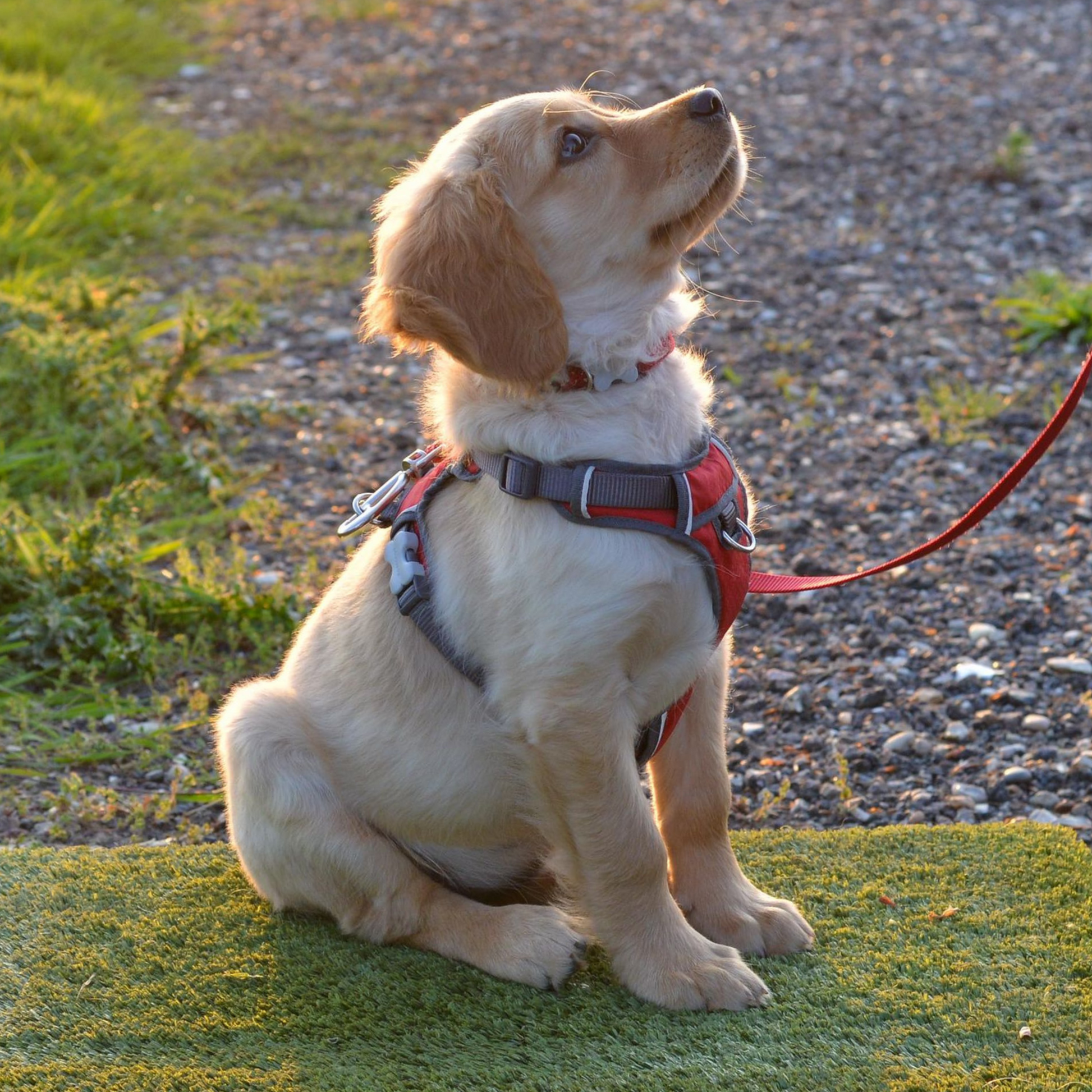 Tailored Puppy Training Dog Trainer Cambridge Balsham