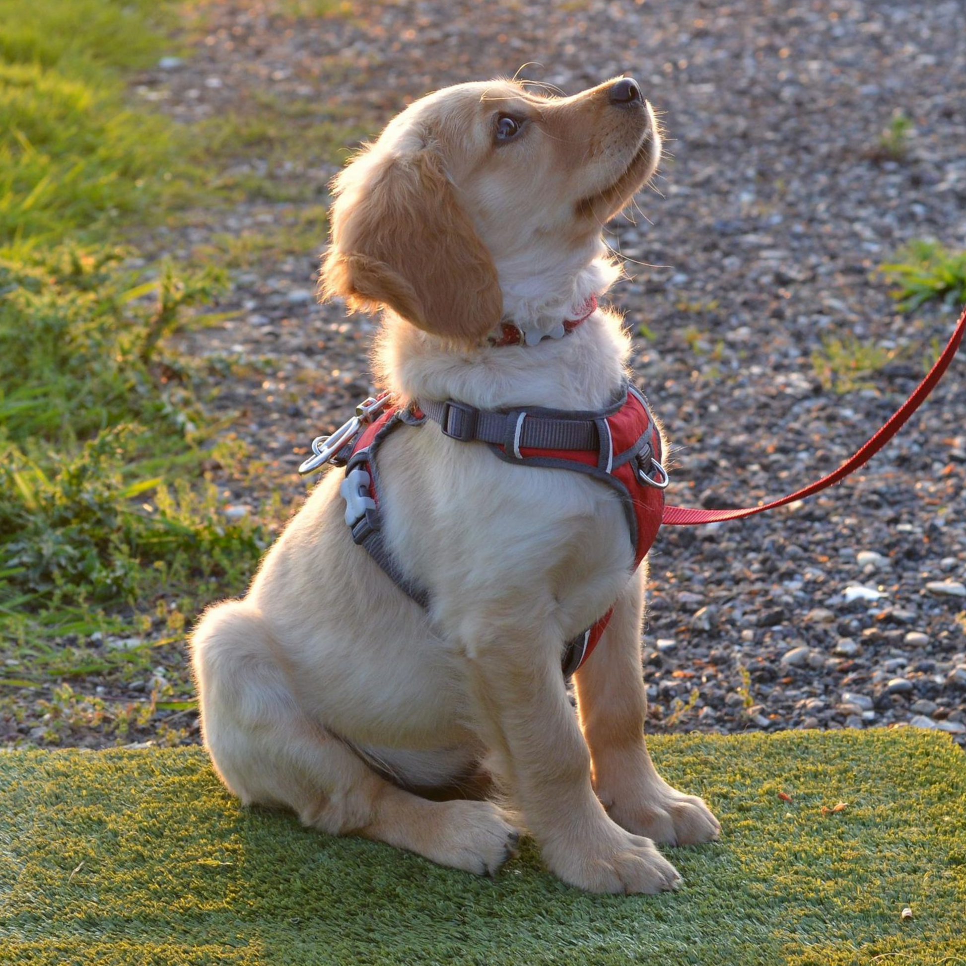 Adorable puppy learning basic obedience! Looking for expert puppy training near Cambridge -Saffron Walden? Check out our tailored programs to help your puppy thrive with positive training techniques