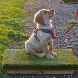 13 week old Cocker spaniel x Golden retriever puppy using a Place Board in her sit-stay and steadiness training